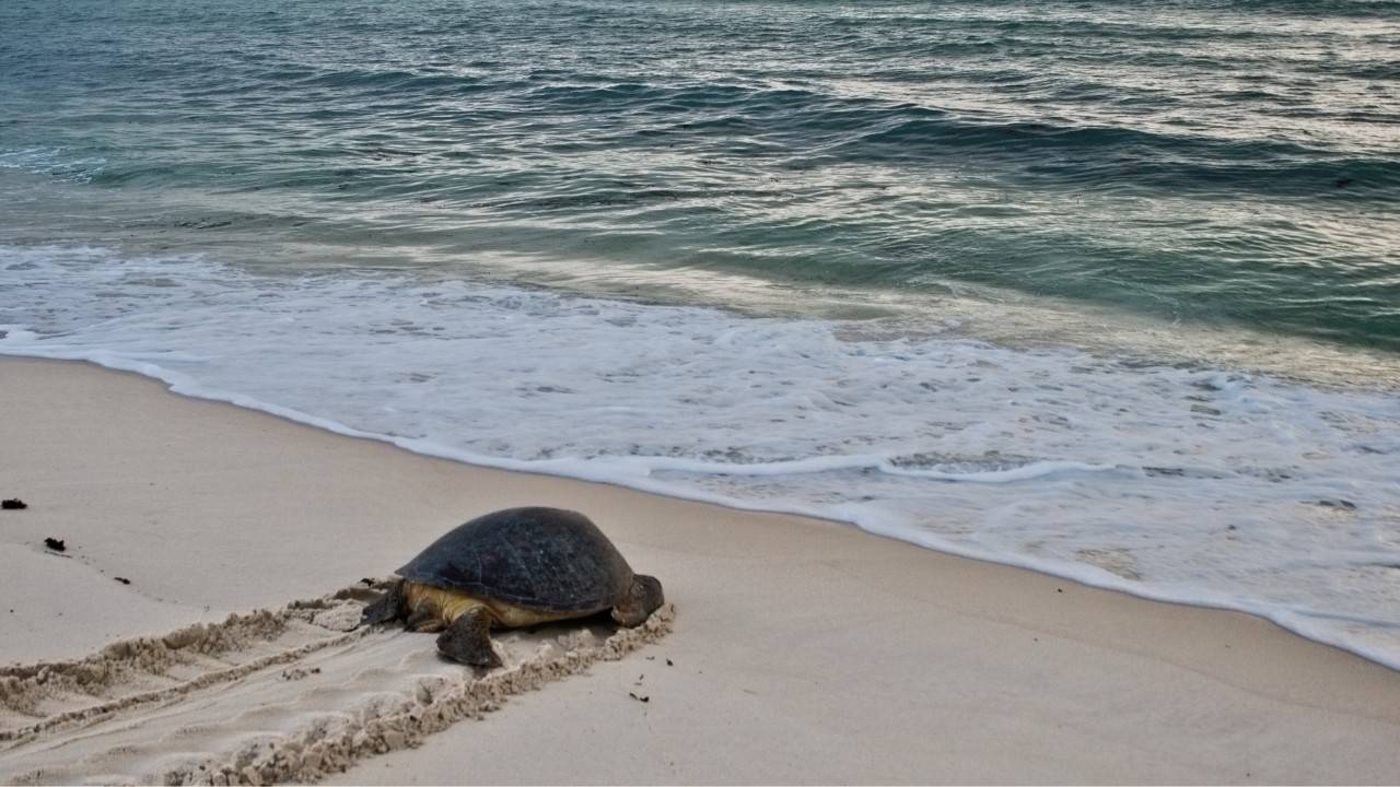 Rare Leatherback Turtle Spotted Off Hebridean Coast
