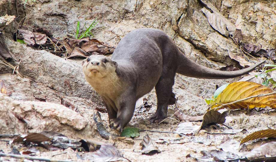 Rare Otter Returns to Wetlands in India