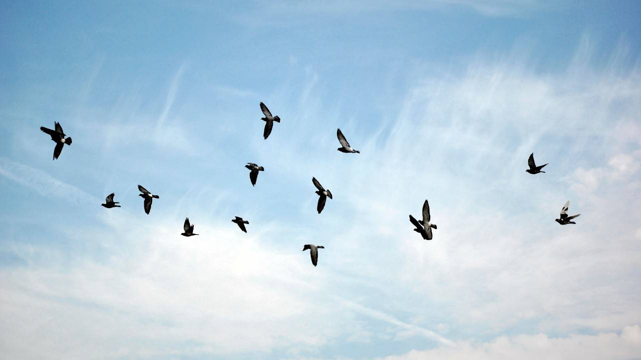 Recovered Midwestern Bird Flies Off Endangered Species List