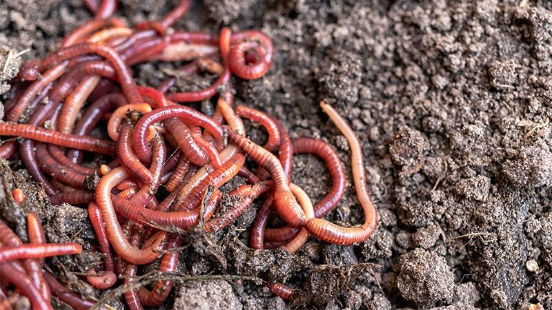 Red worms in compost