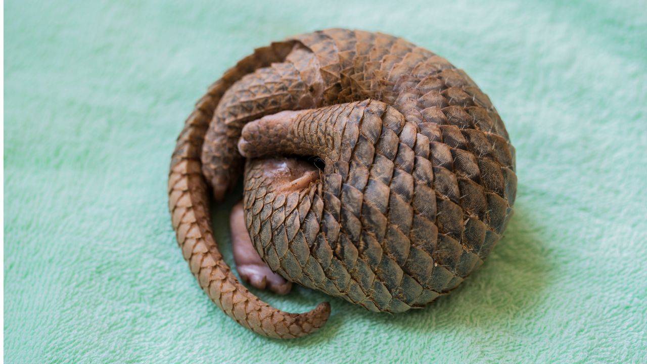 Rescued From Wildlife Trade Pangolin Gave Birth To A Healthy Pup