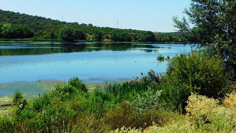 Rewilding Efforts Transform Floodplain into Thriving Ecosystem