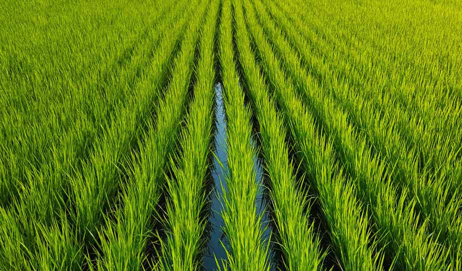 rice fields can help recover California’s endangered salmon