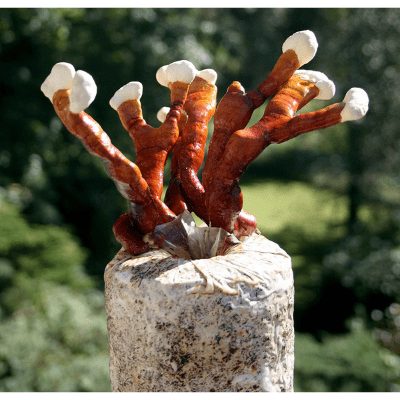 Root Mushroom Farm Reishi Growing Kit