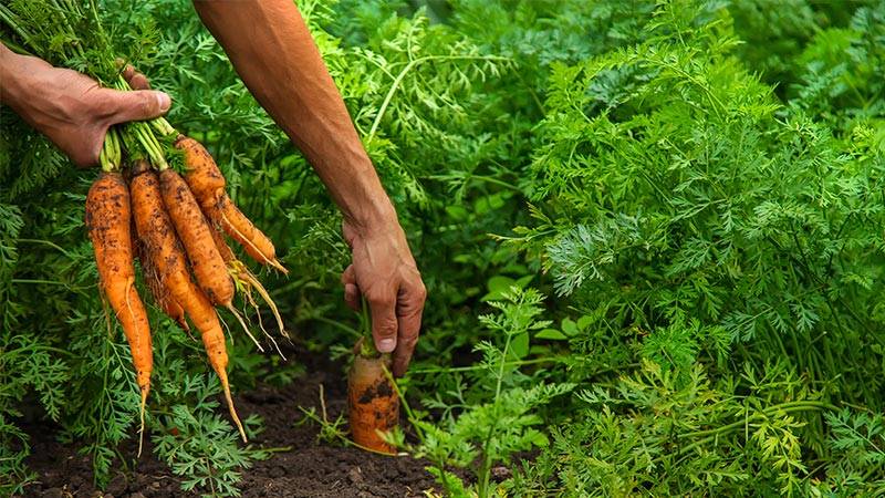 Root Vegetables - carrots