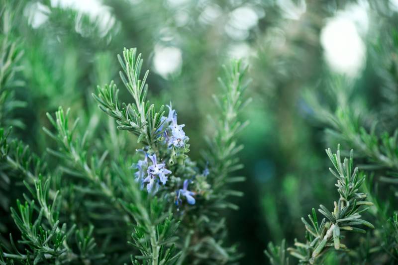 Rosemary - plants that repel bugs mosquitoes