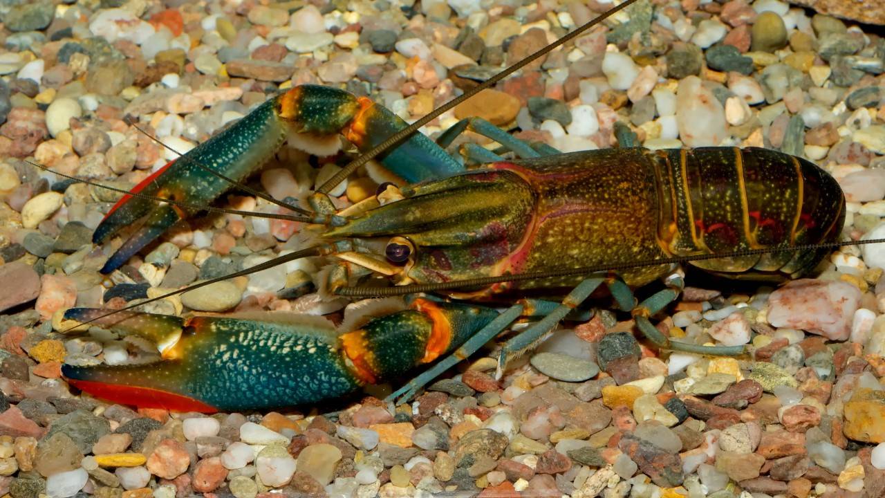 Scientists Learn New Ways To Save Endangered Crayfish