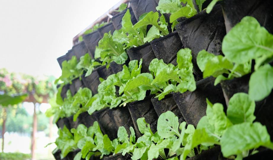 Selecting Plants for Your Vertical Garden