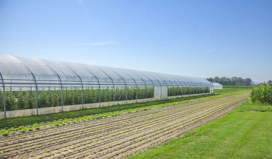 Semi-Transparent Solar Panels Can Power Greenhouses Without Obstructing Sunlight