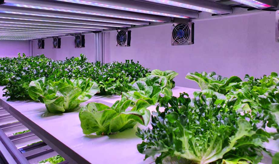 Skyscraper Will Use Aquaponic Gardens To Purify Shenzhen Air