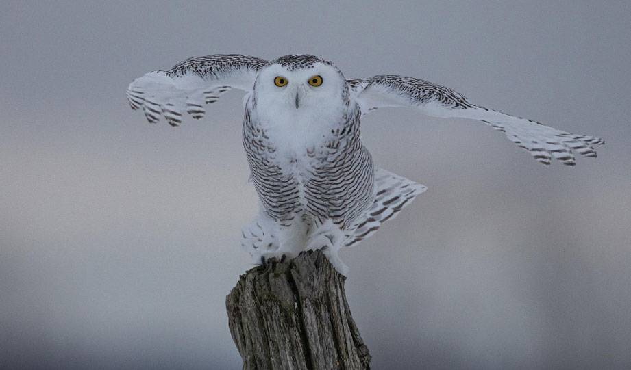 Snowy Owl Sighted In NYC Central Park After Over A Century