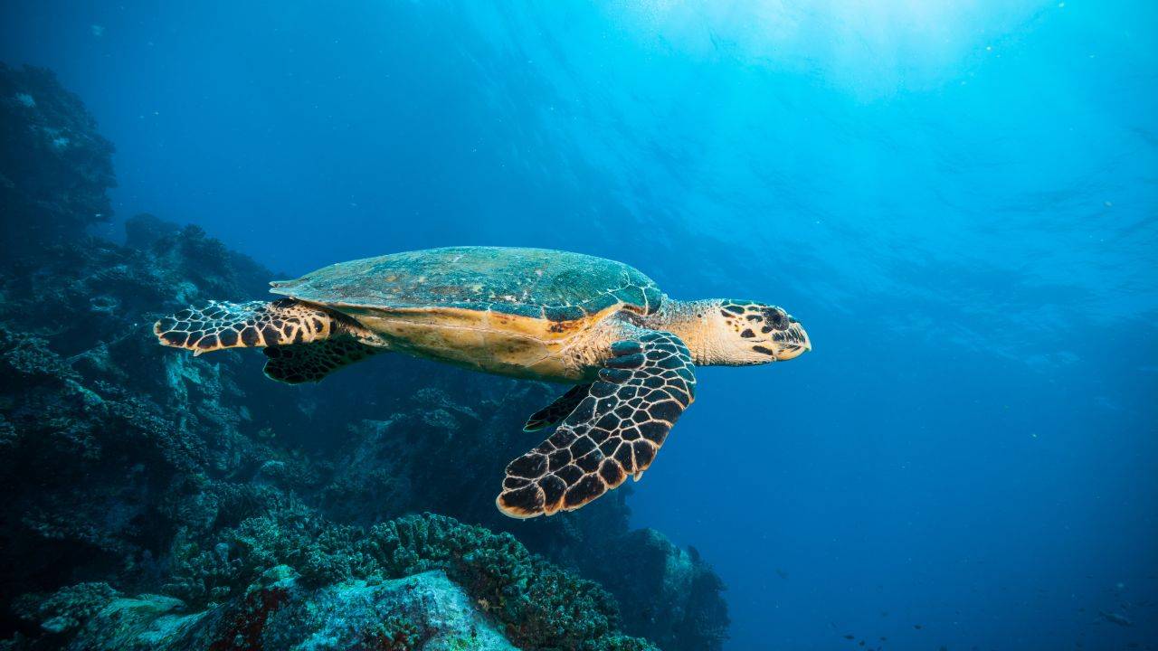 Some Much Needed Relief For Bali’s Sea Turtle Population