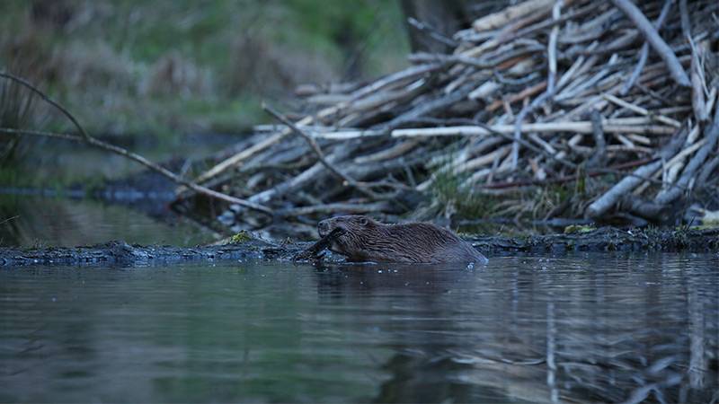 Space Technology Aids California's Beaver Restoration