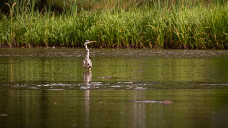 Spain Invests in Preserving Doñana Wetland's Fragile Ecosystem