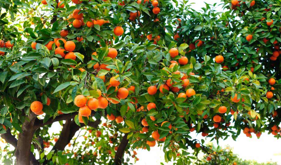 Spain’s Seville Oranges Find A New Use In Energy Production