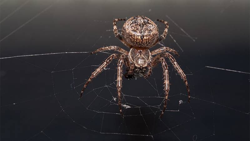 Spider in compost