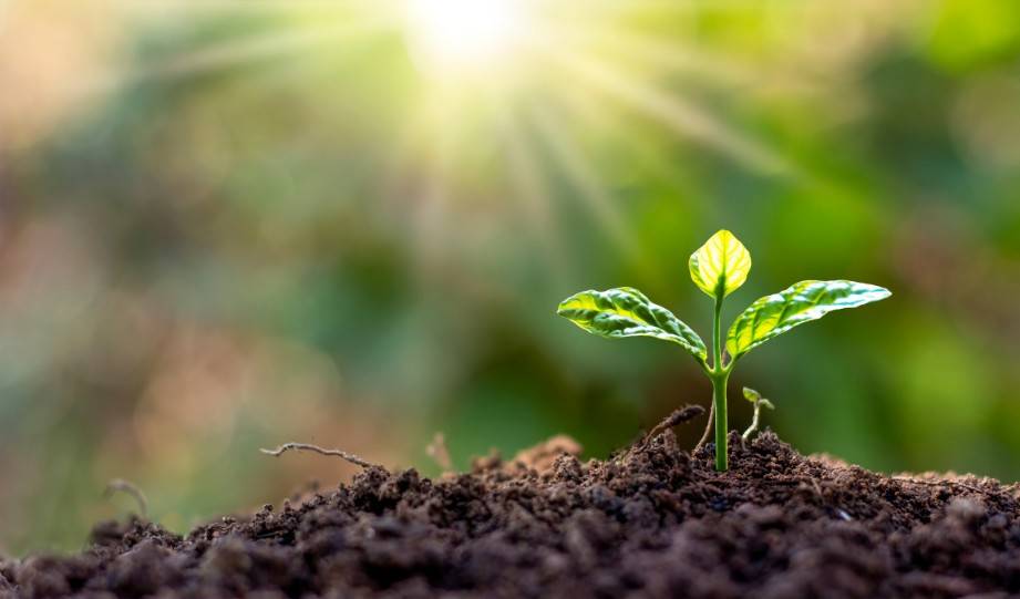 Sunlight in a No-Dig Garden