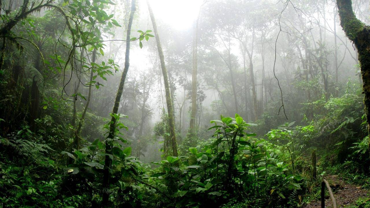 Temperate Rainforest Great Britain