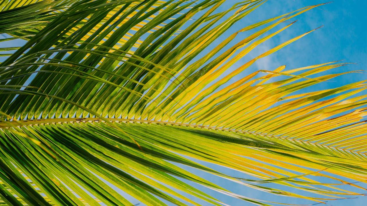 The Future Of Straws Made From Coconut Leaves