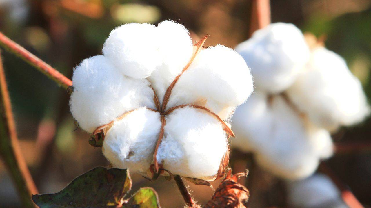 The Growing Demand For Circular Cotton Supply