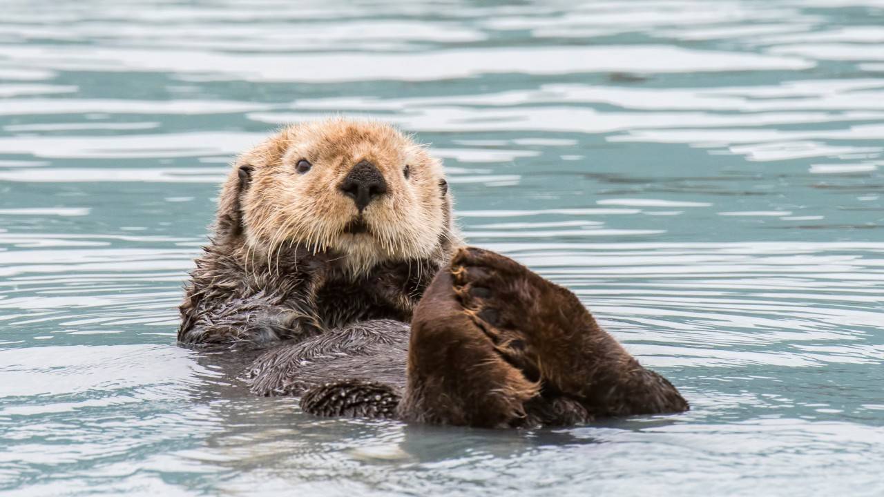 The Impact A Pet Otter Can Have On Environmental Protection