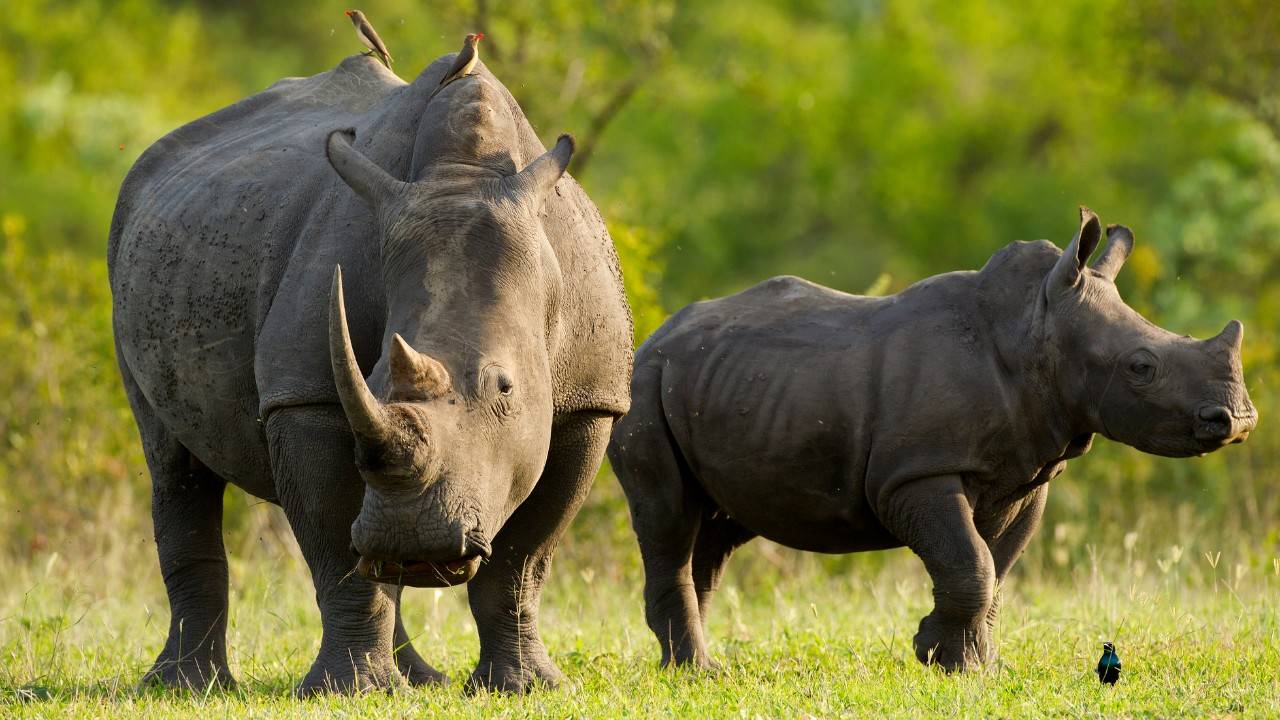 The Miracle Of A Black Rhino Calf