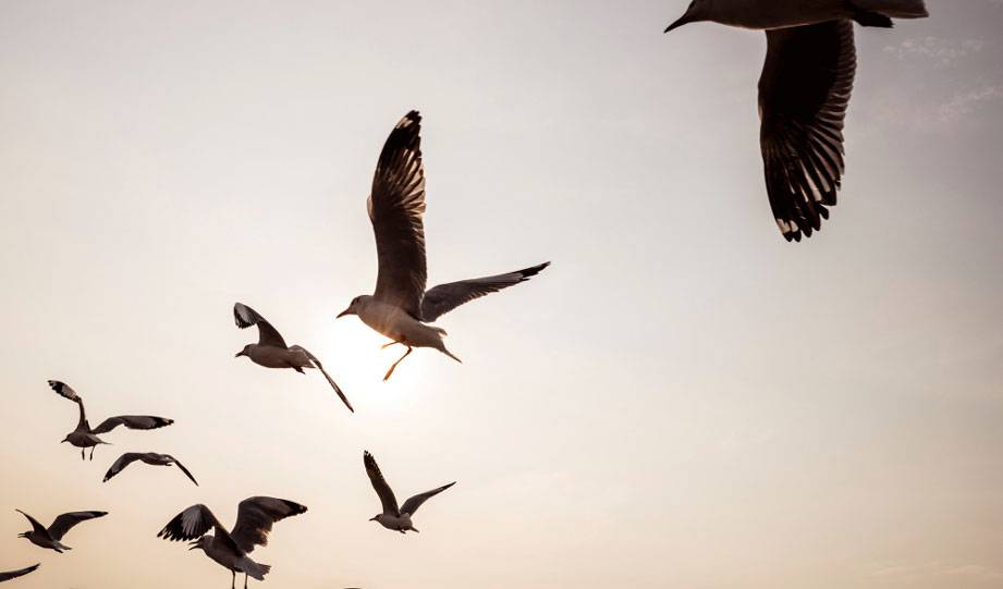 The Secret To Happiness Could Come Down To Paying More Attention To Birds