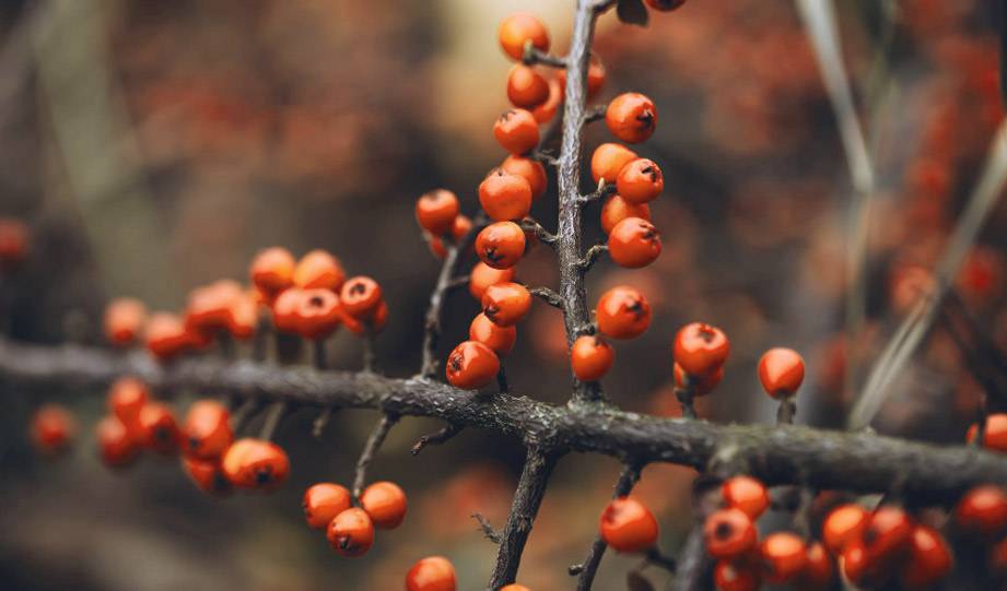This Super Plant Could Help Filter Pollution on Busy Roads
