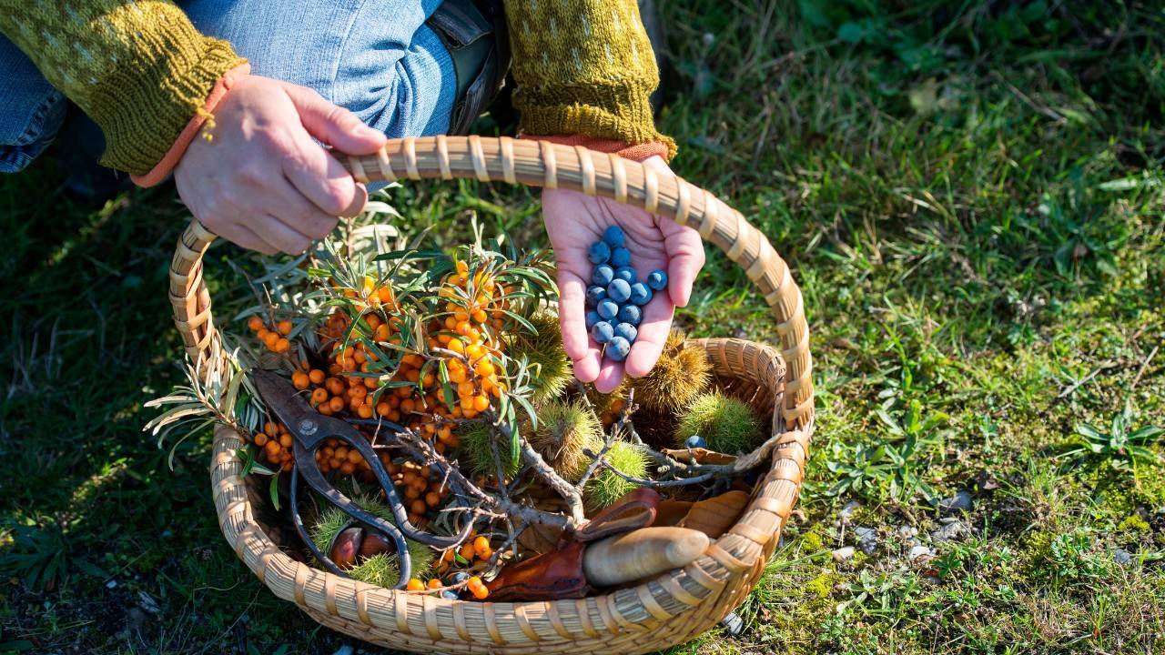 TikTok Star Promotes Ethical and Sustainable Foraging Through Social Media