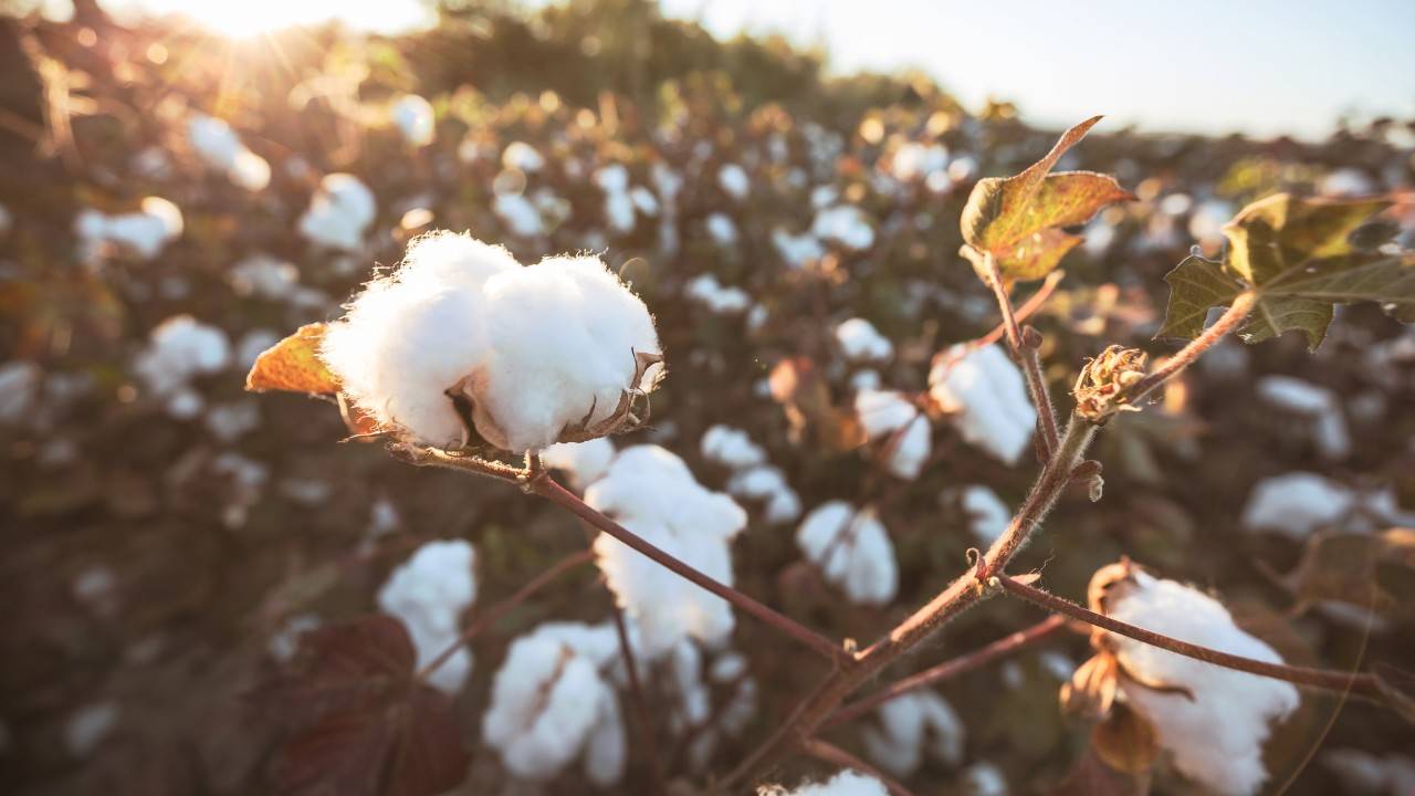 Traceable Threads: Better Cotton Enhances Tracking for Retailers