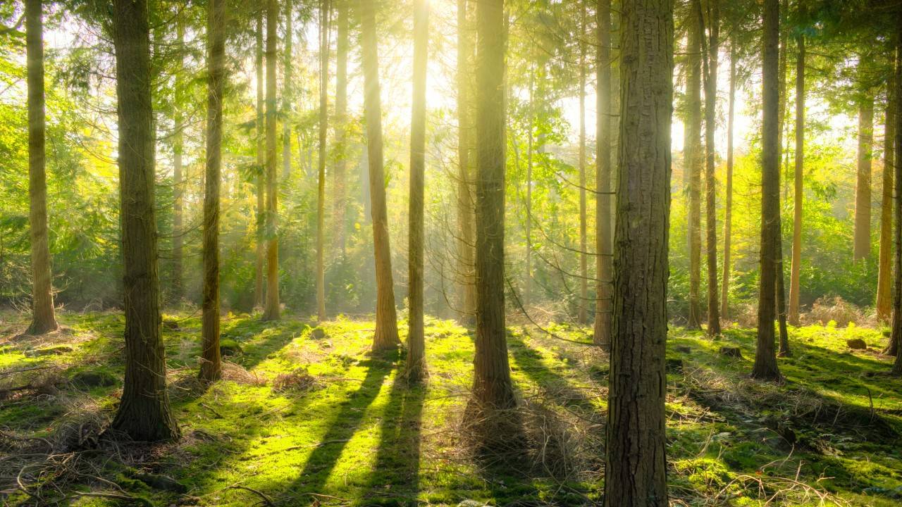 Trees Become The Practical Solution To Climate Change