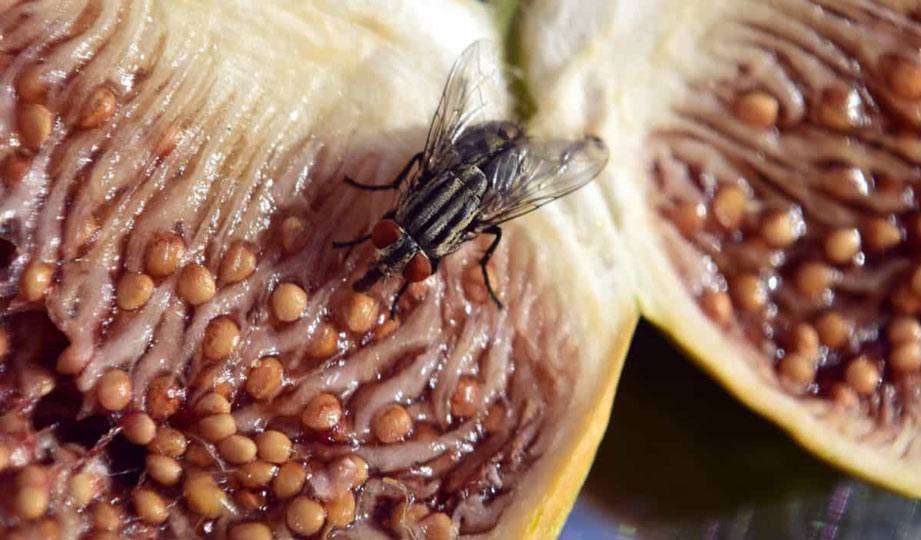 Turning Food Waste Into High-Tech Materials With the Help of Flies