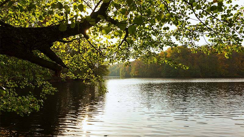 UK Farmers Pioneer Eco-Friendly Flood Prevention