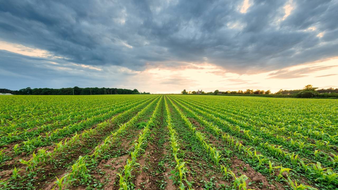 UK Launches Initiative for Climate-Resilient Crops