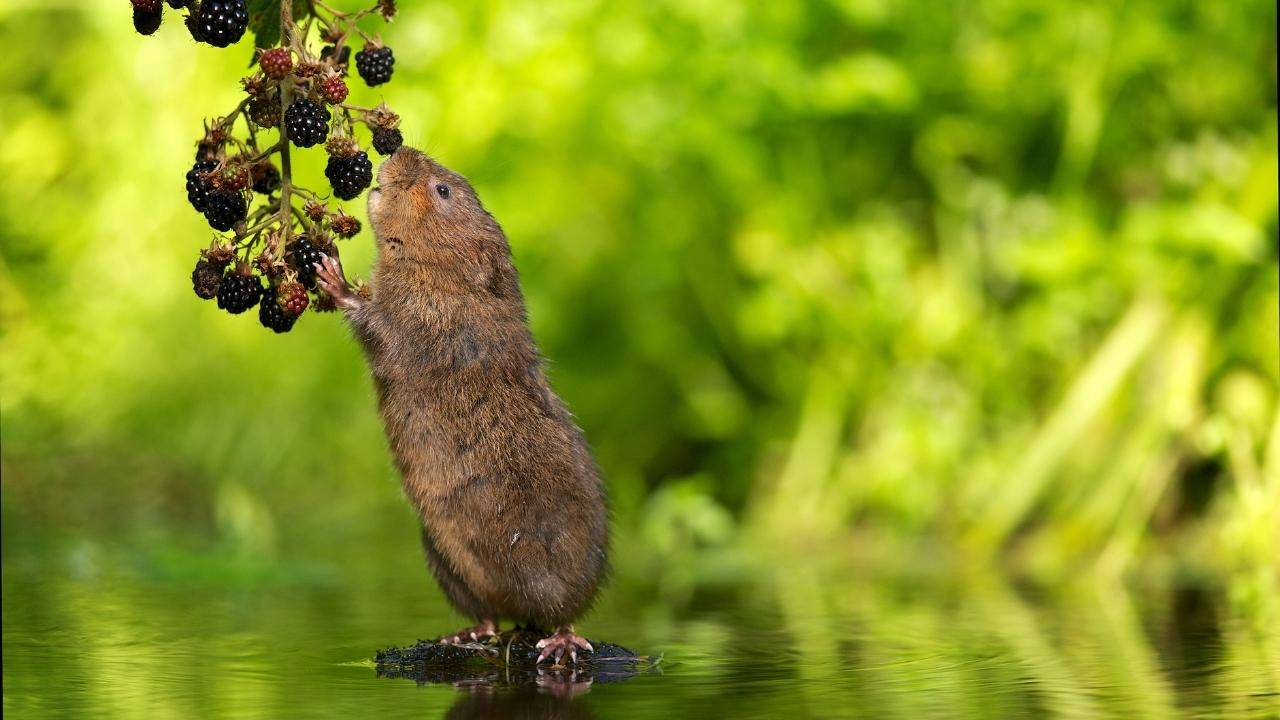 UK Government Will Pay Framers to Rewild Their Lands