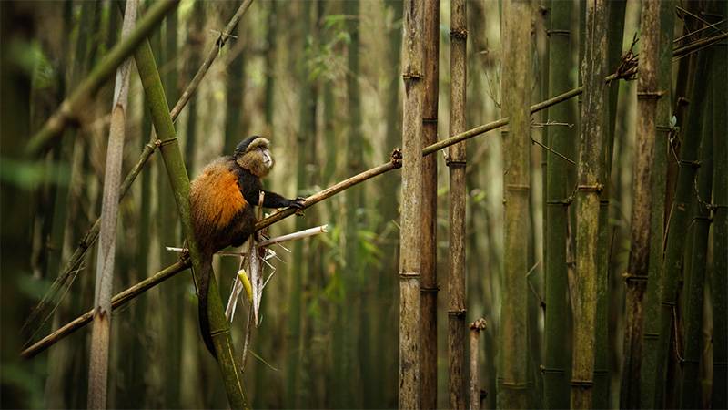 USFWS Launches Genetic Library to Safeguard Endangered Species