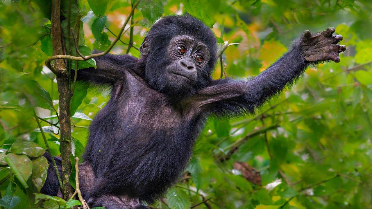 Ugandan Park Experiences A Mountain Gorilla Baby Boom