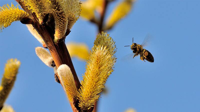 Understanding Urban Pollinators and Their Needs