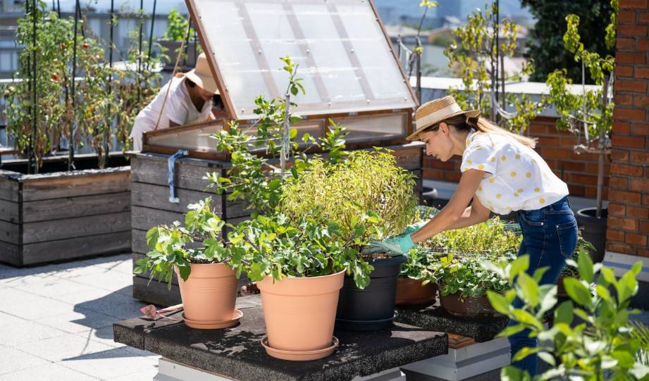 Understanding the Basics of Rooftop Gardening