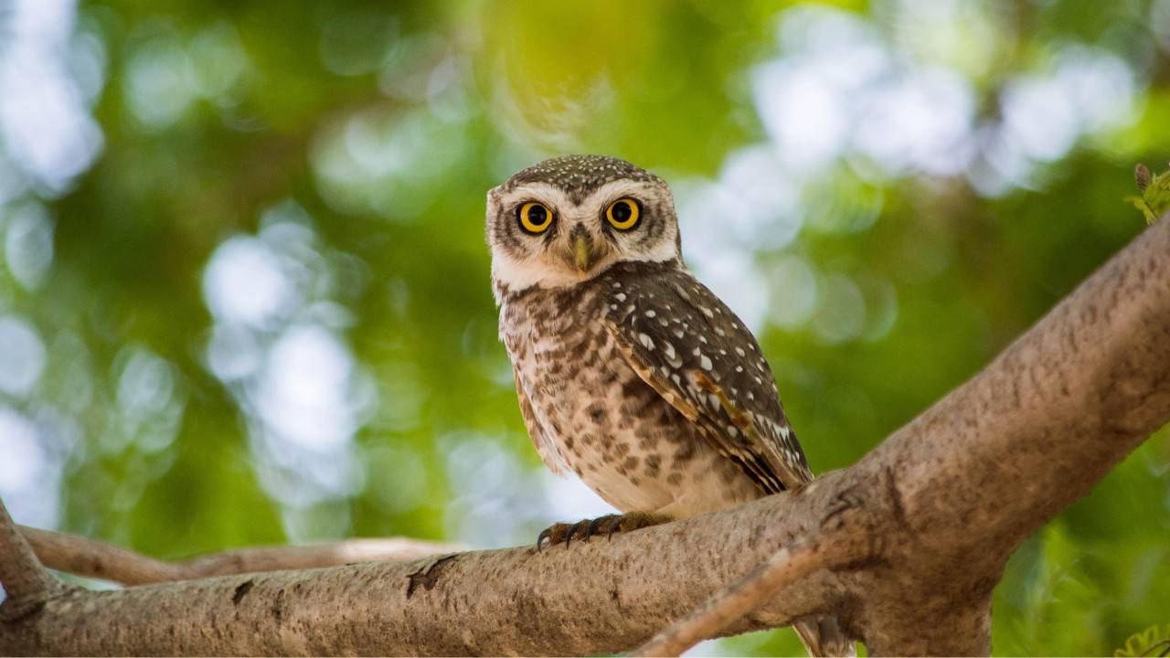 Urban Rescue For An NYC Owl