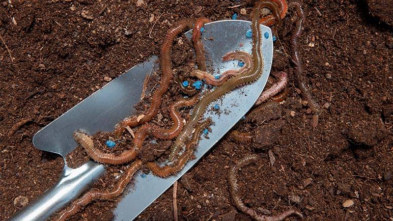 Vermicomposting