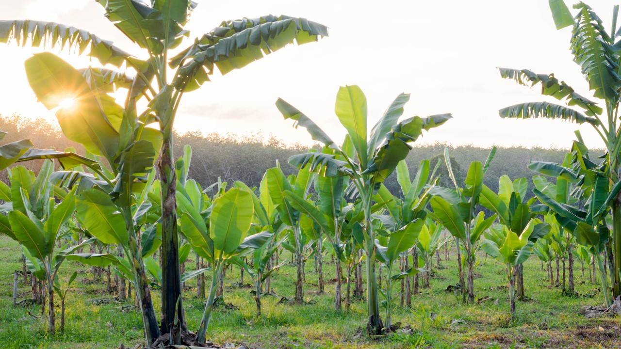 Vietnam’s Banana Island To Become The Green Lungs of Hanoi