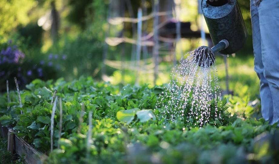 Watering a no dig garden