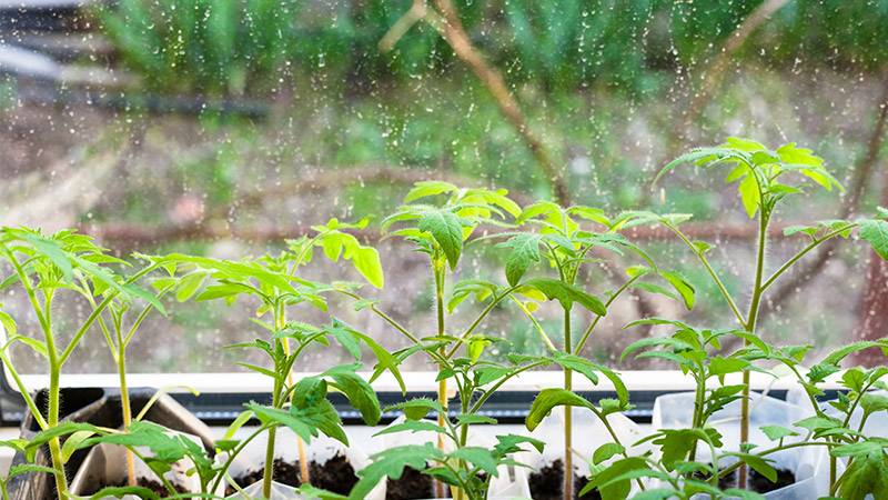 Weather Control in a Greenhouse