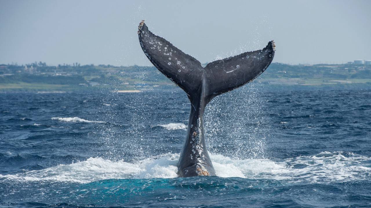 Whale, This Is A Surprise Scientist Spot A New Species Of Beaked Whale