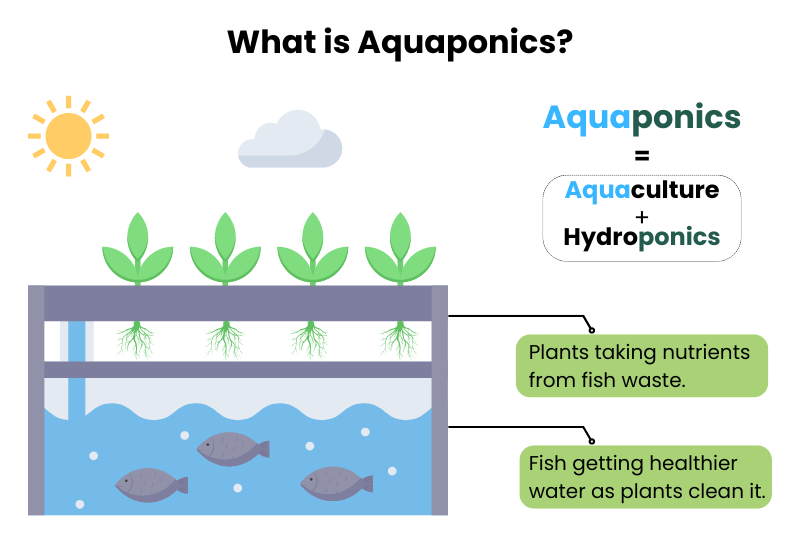 What Is Aquaponics