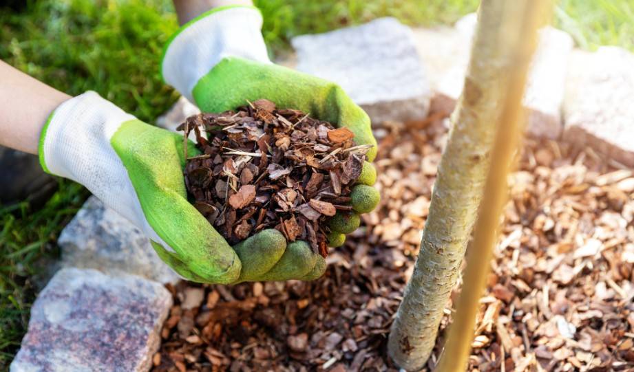 What is Organic Mulch