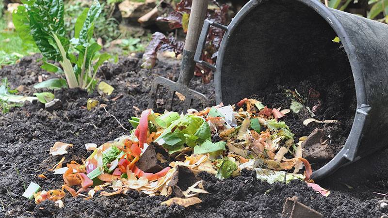 Why does your compost have mold