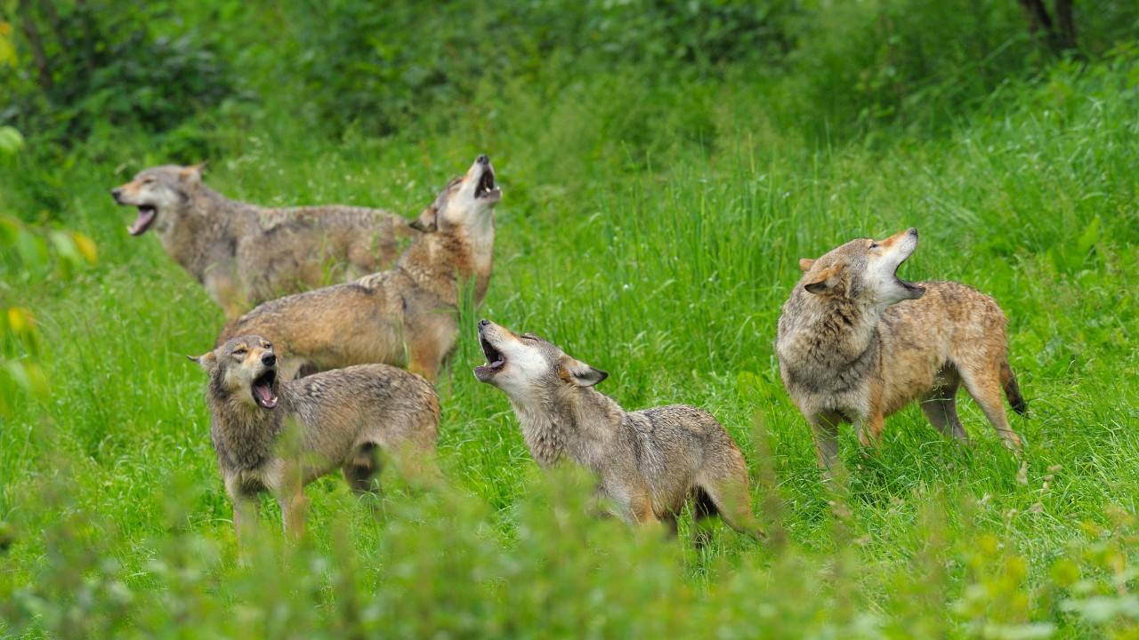 Wild Population of Endangered Mexican Wolves on the Rise