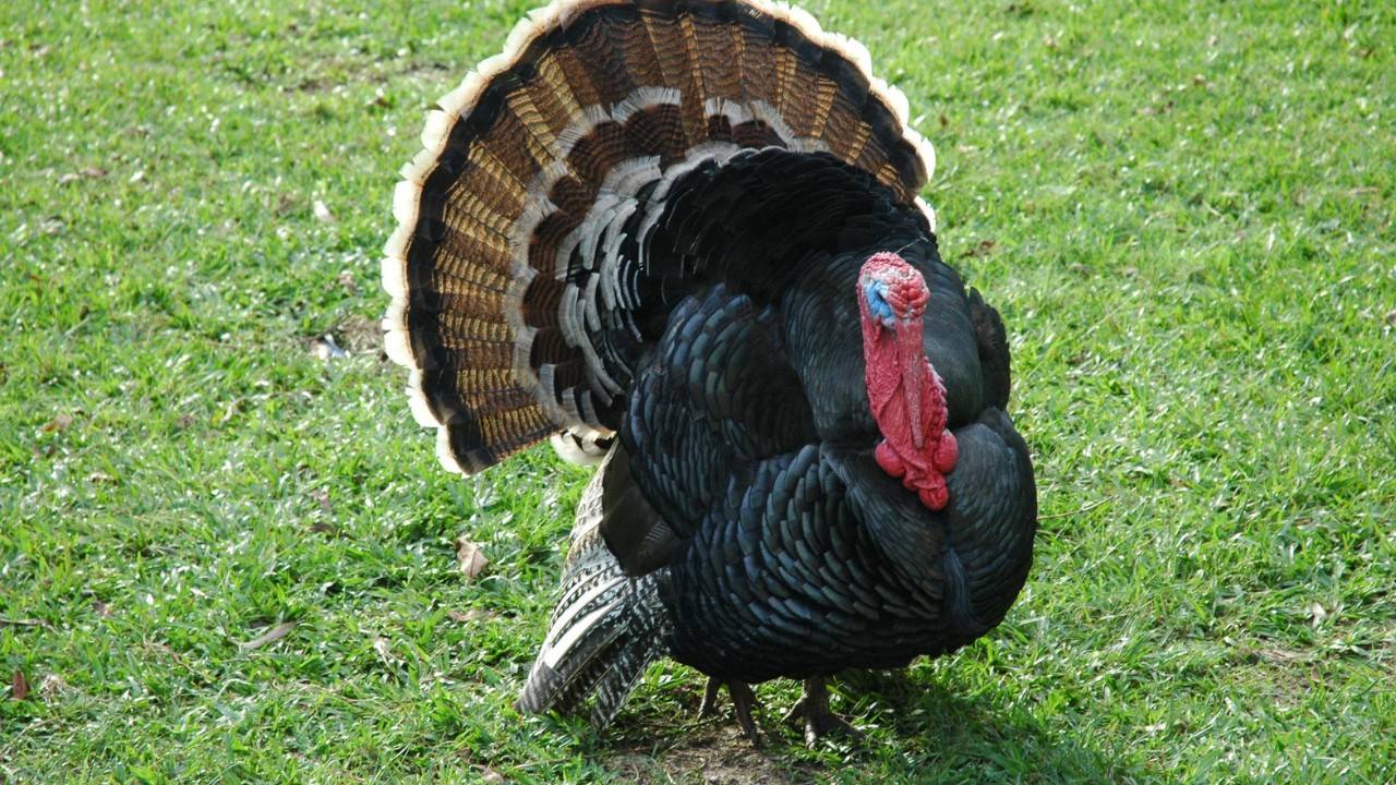 Wild Turkeys On The Rise In Vermont